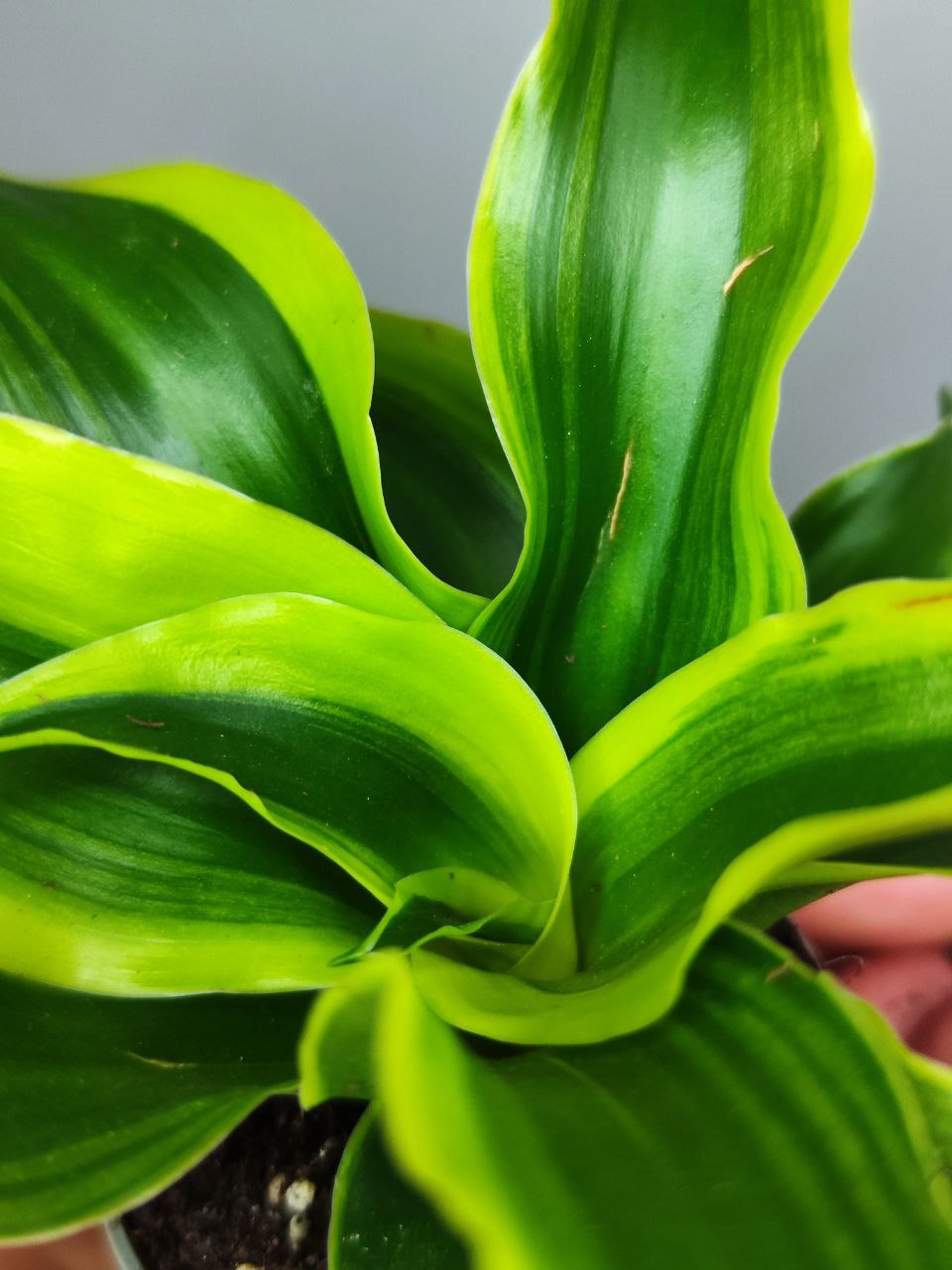Драцена Драгонтри Твист (Dracaena Dragontree Twist) D6см