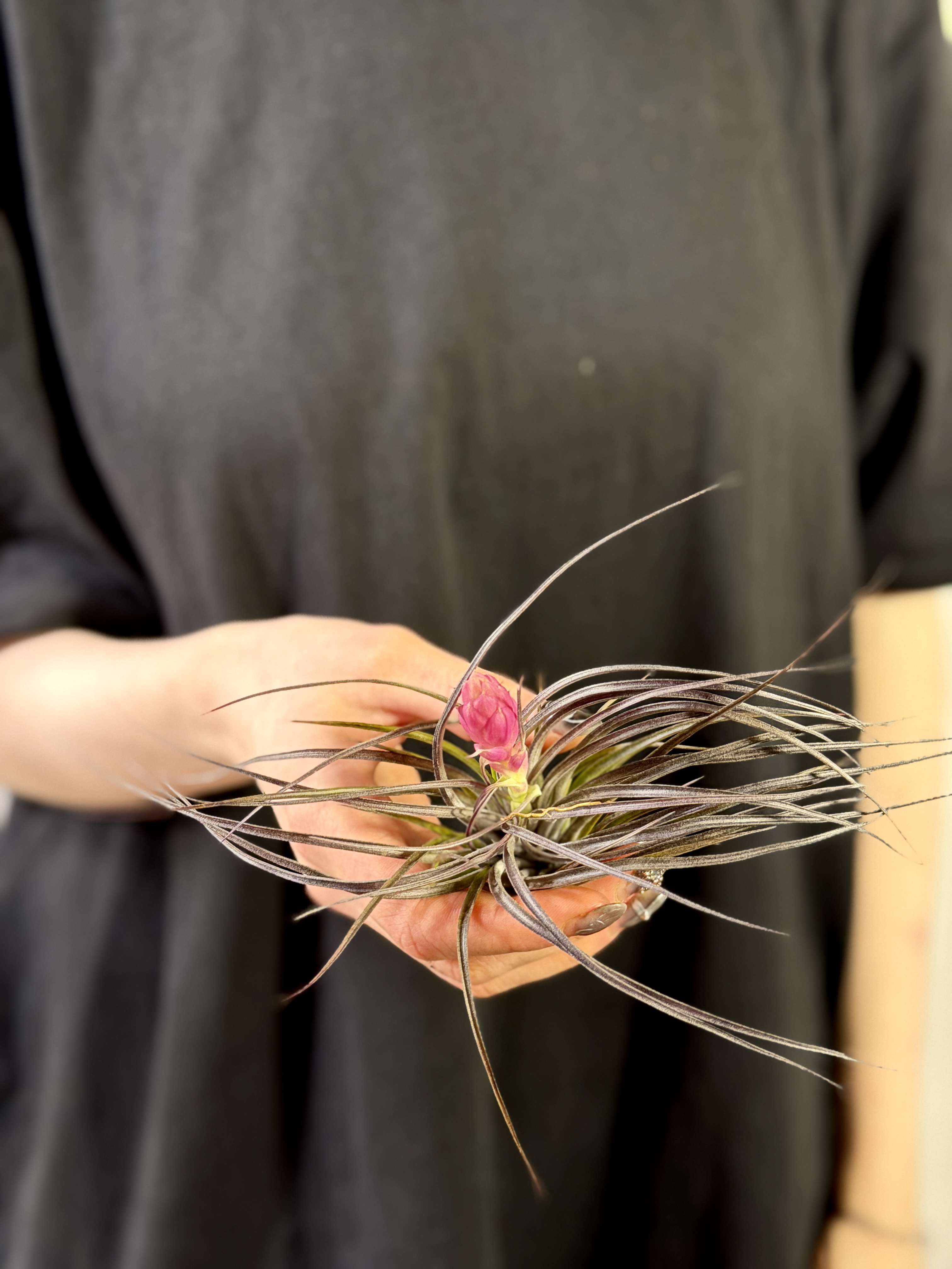 Тилландсия Стрикта Миднайт (Tillandsia Stricta Midnight)