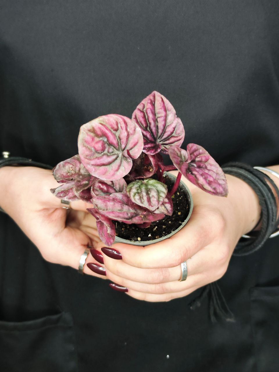 Пеперомия Каперата Ред Луна (Peperomia Caperata Luna Red) D5см