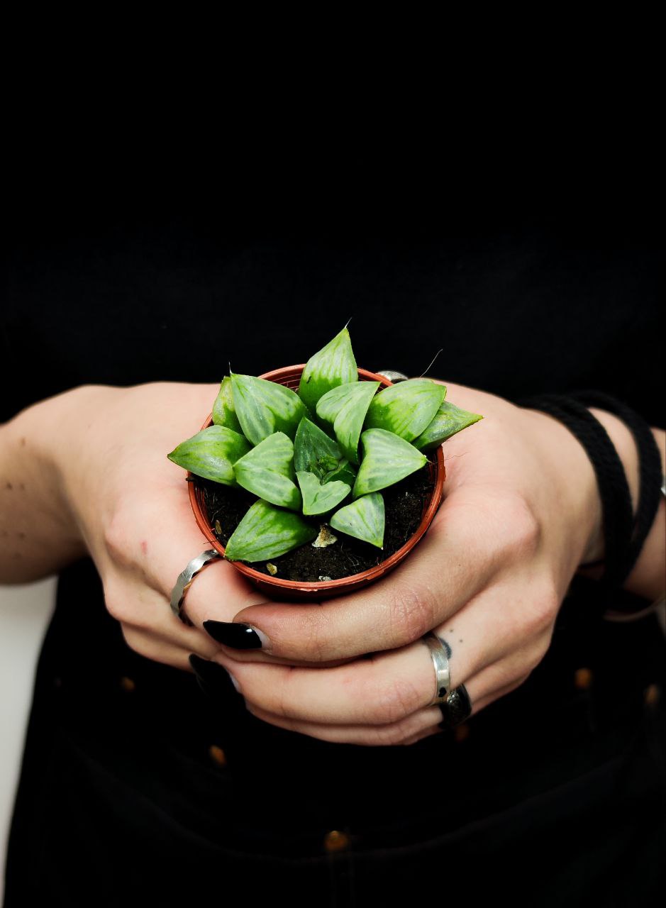 Хавортия Ретуза Мэджик (Haworthia Retusa Magic) D5см