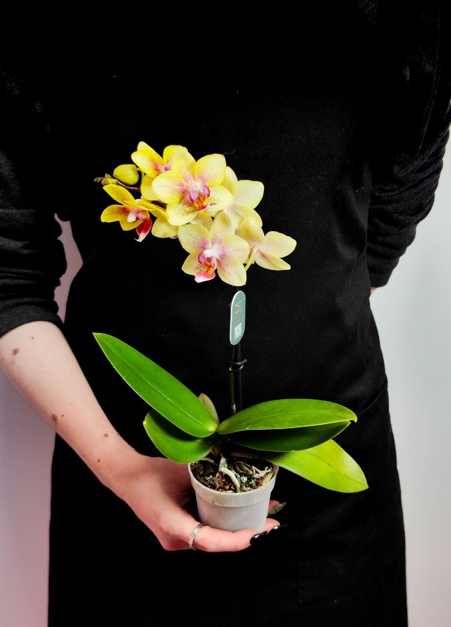 Орхидея Фаленопсис Мини Помпей (Phalaenopsis Multiflora Pompea) D6см