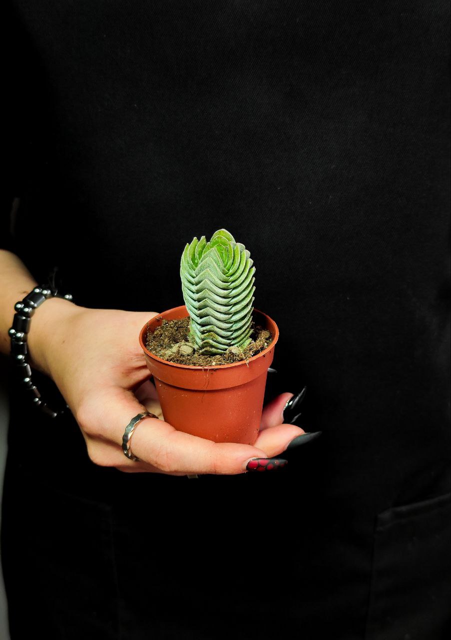 Крассула Храм Будды (Crassula Buddha´s Temple) D5см