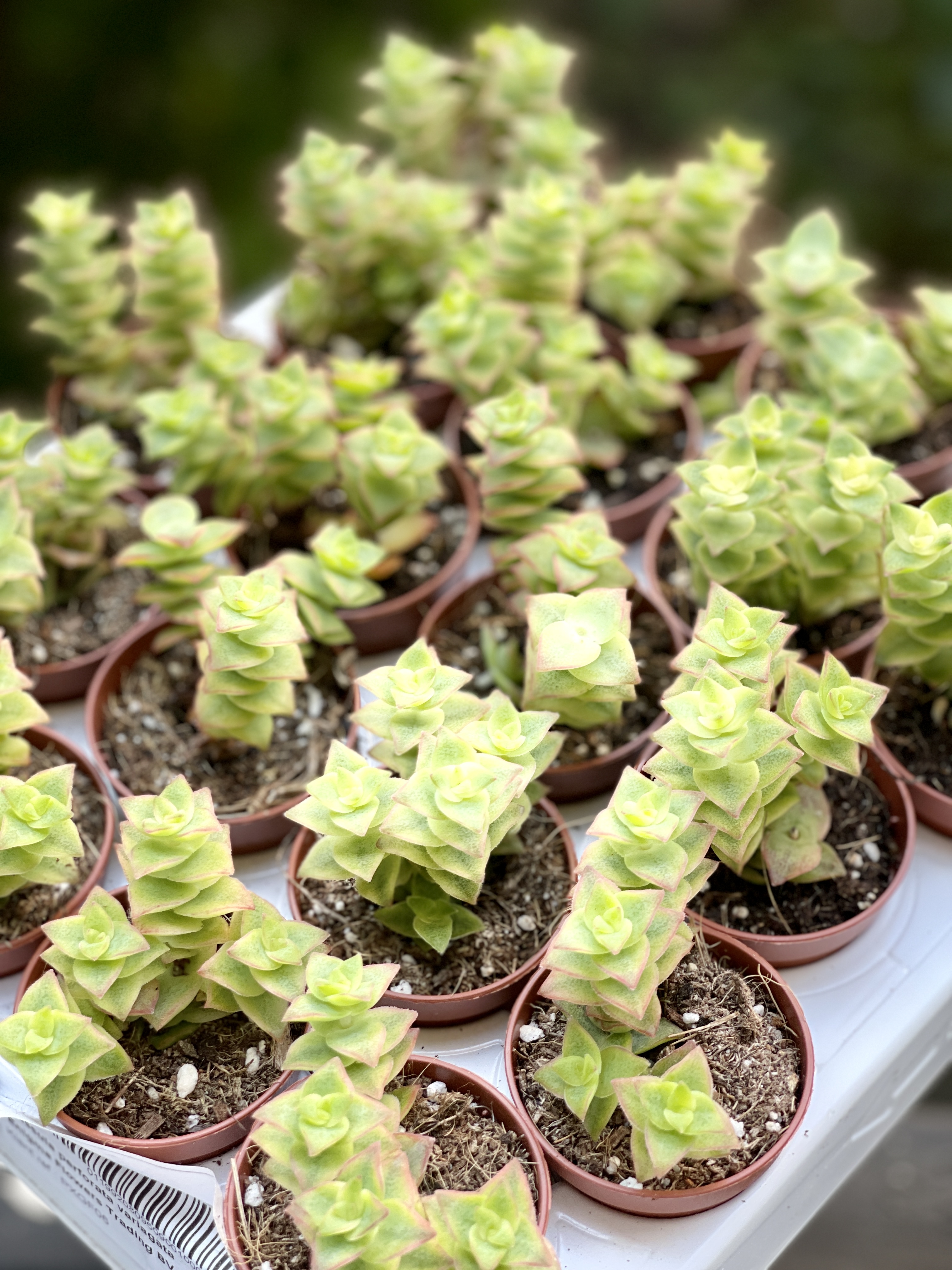 Крассула Перфората Недовариегата (Сrassula Perforata Variegata) D5см