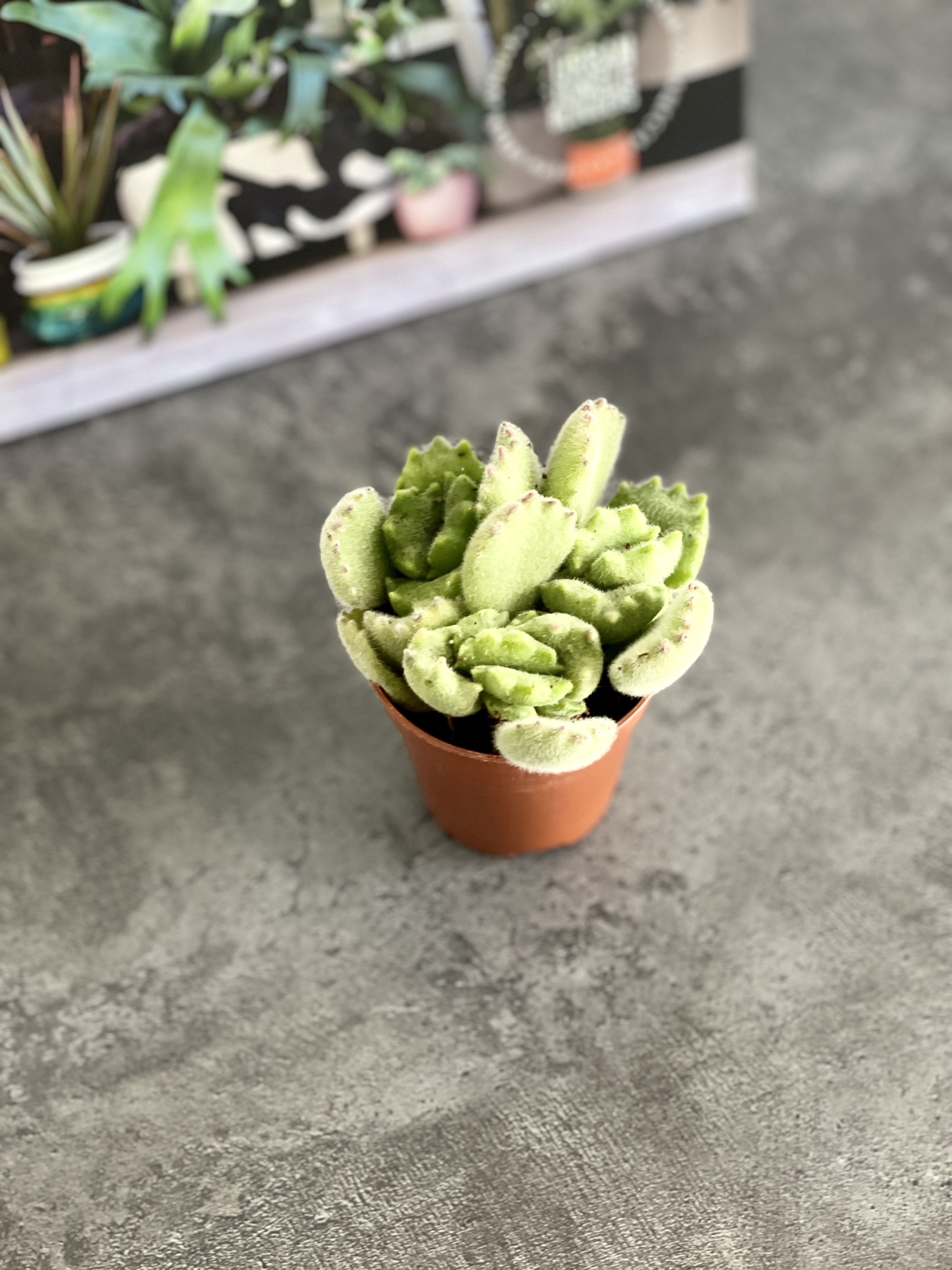 Котиледон Войлочный, или  Медвежьи Лапки (Cotyledon Tomentosa) D5см