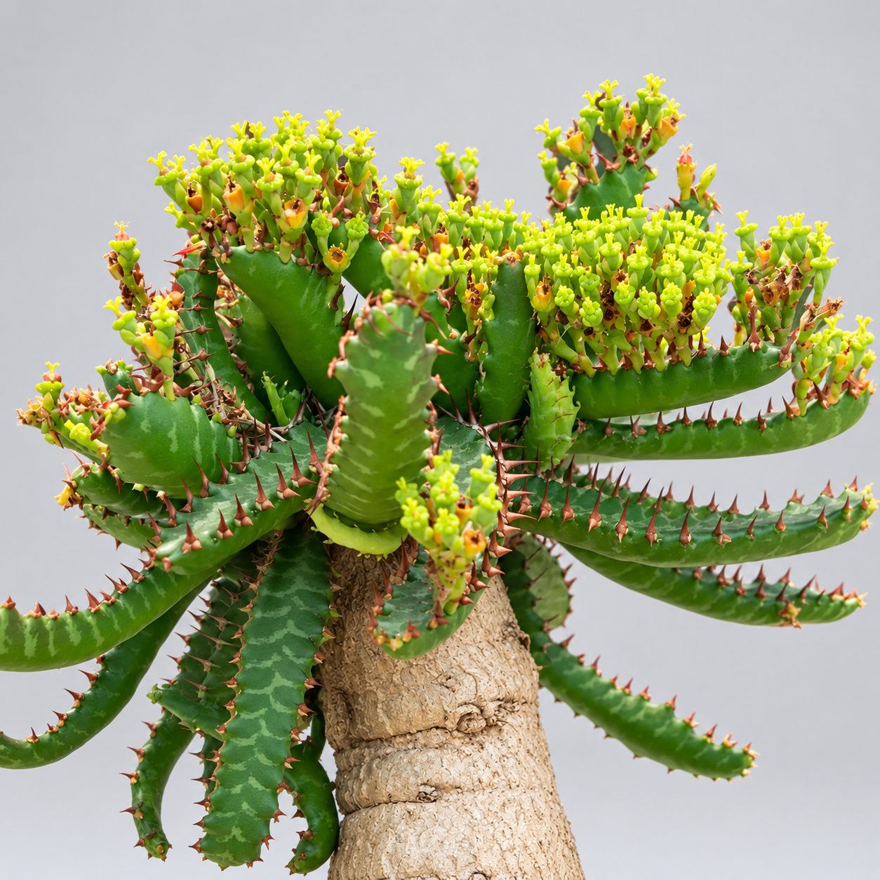 Эуфорбия Стеллата (Euphorbia Stellata) D6,5см