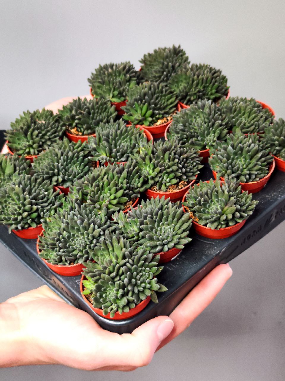 Синокрассула Юннаньская (Sinocrassula Yunnanensis) D5см