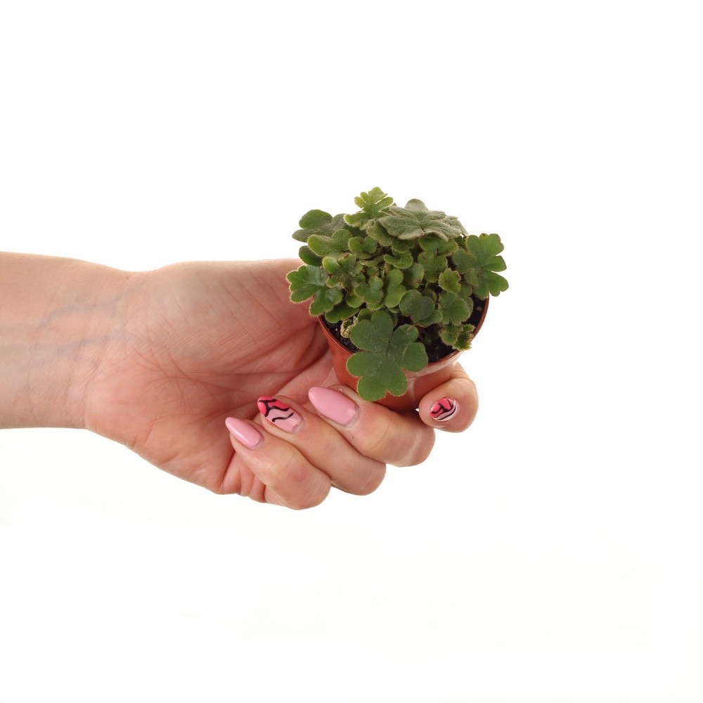 Папоротник Дориоптерис Кордата (Doryopteris Cordata) D5см