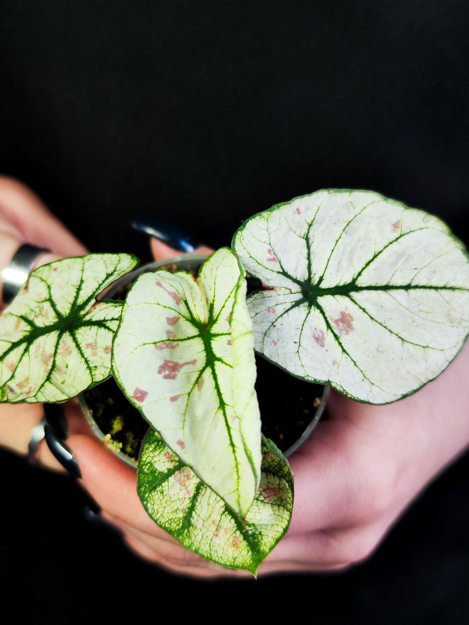 Каладиум Келли (Caladium Kelly) D6см