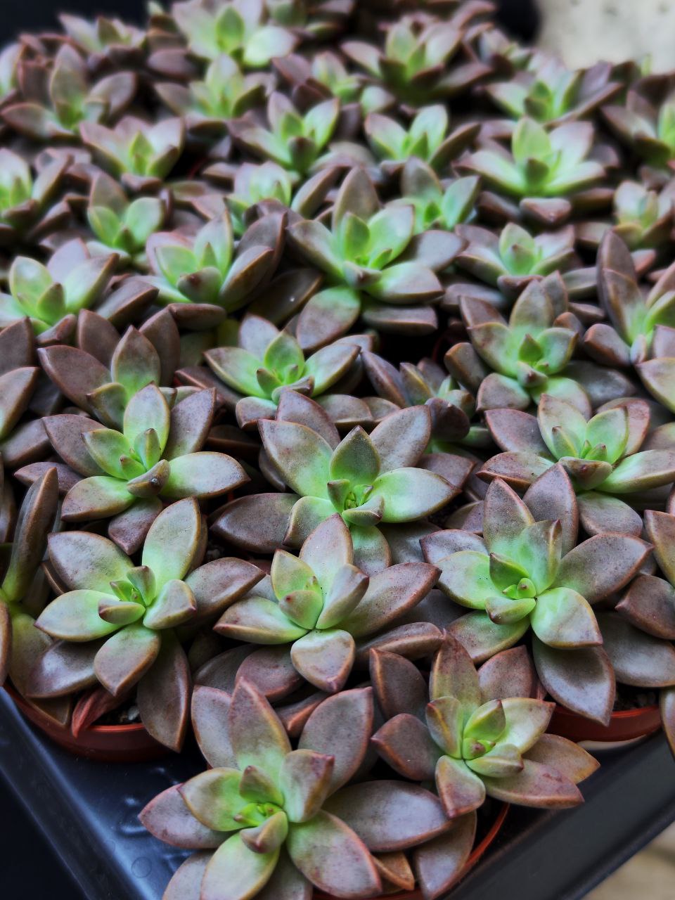 Седум Бордхат (Sedum Bordhat) D5см