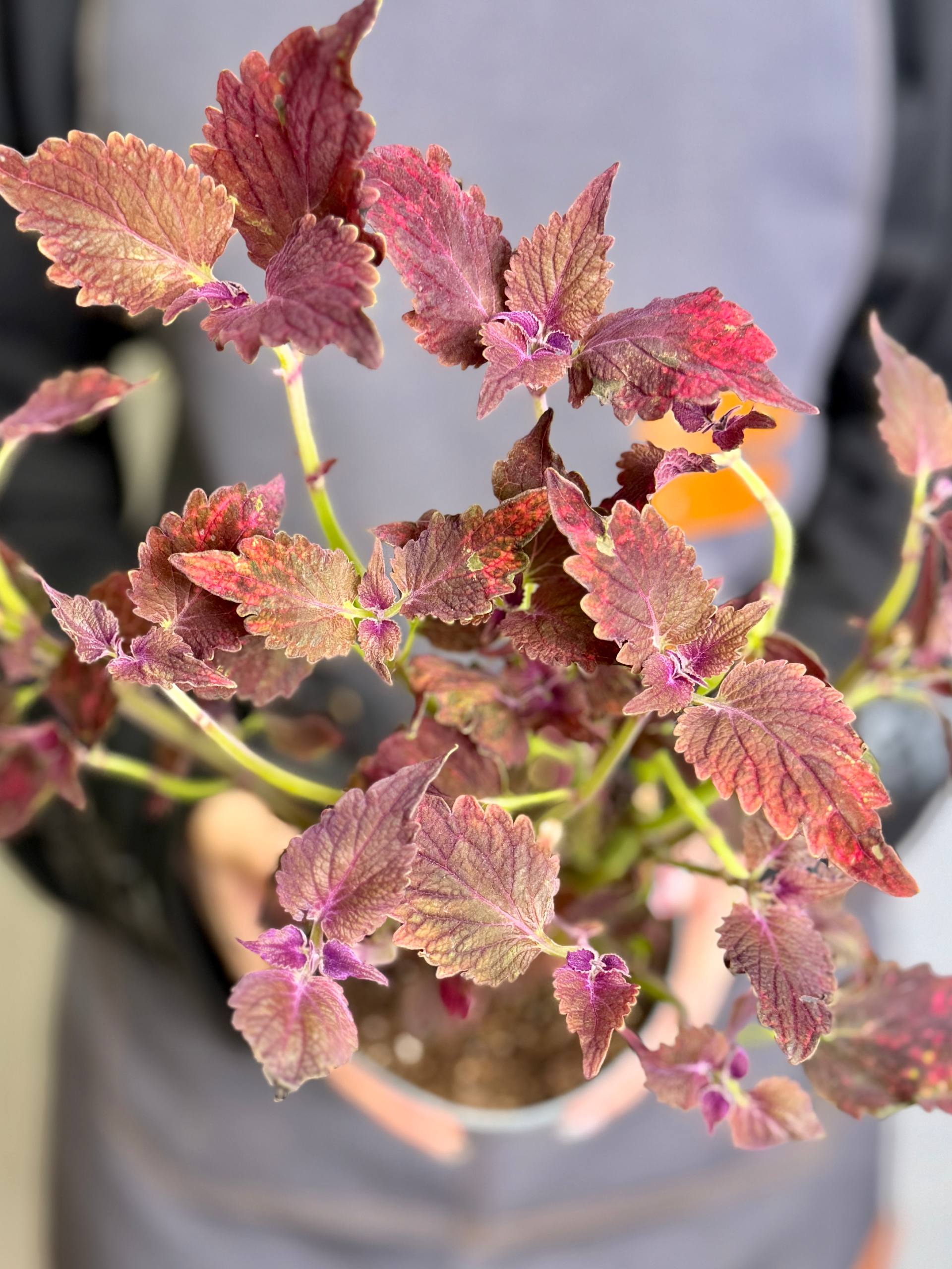 Колеус Ред Санстоун (Coleus Red Sunstone) D11см