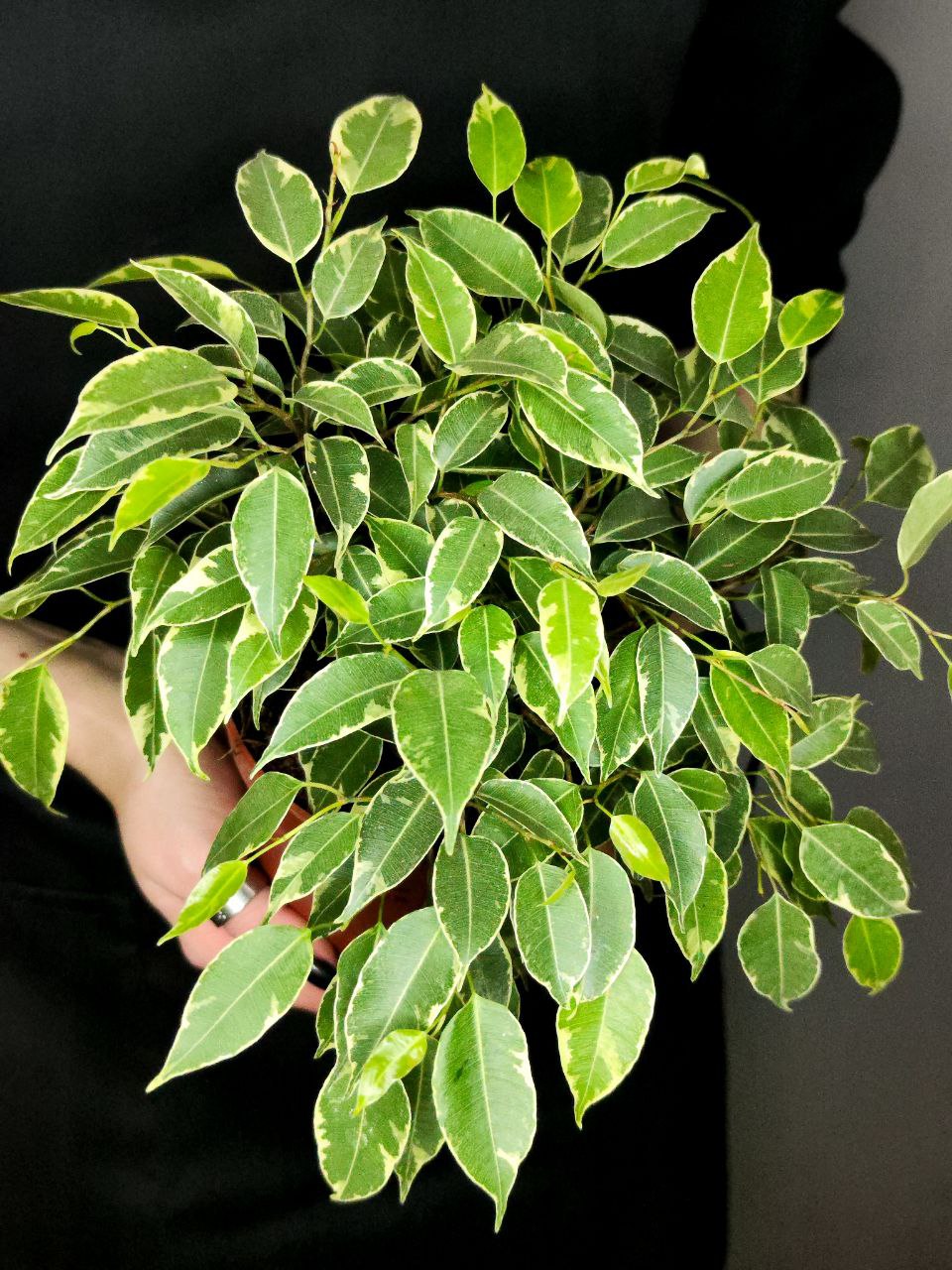 Фикус Бенджамина Кинки (Ficus Benjamina Kinky) D12см