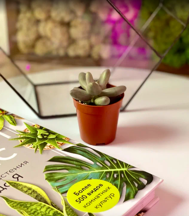 Пахифитум Овиферум Даймонд (Pachyphytum Oviferum Diamond) D5см