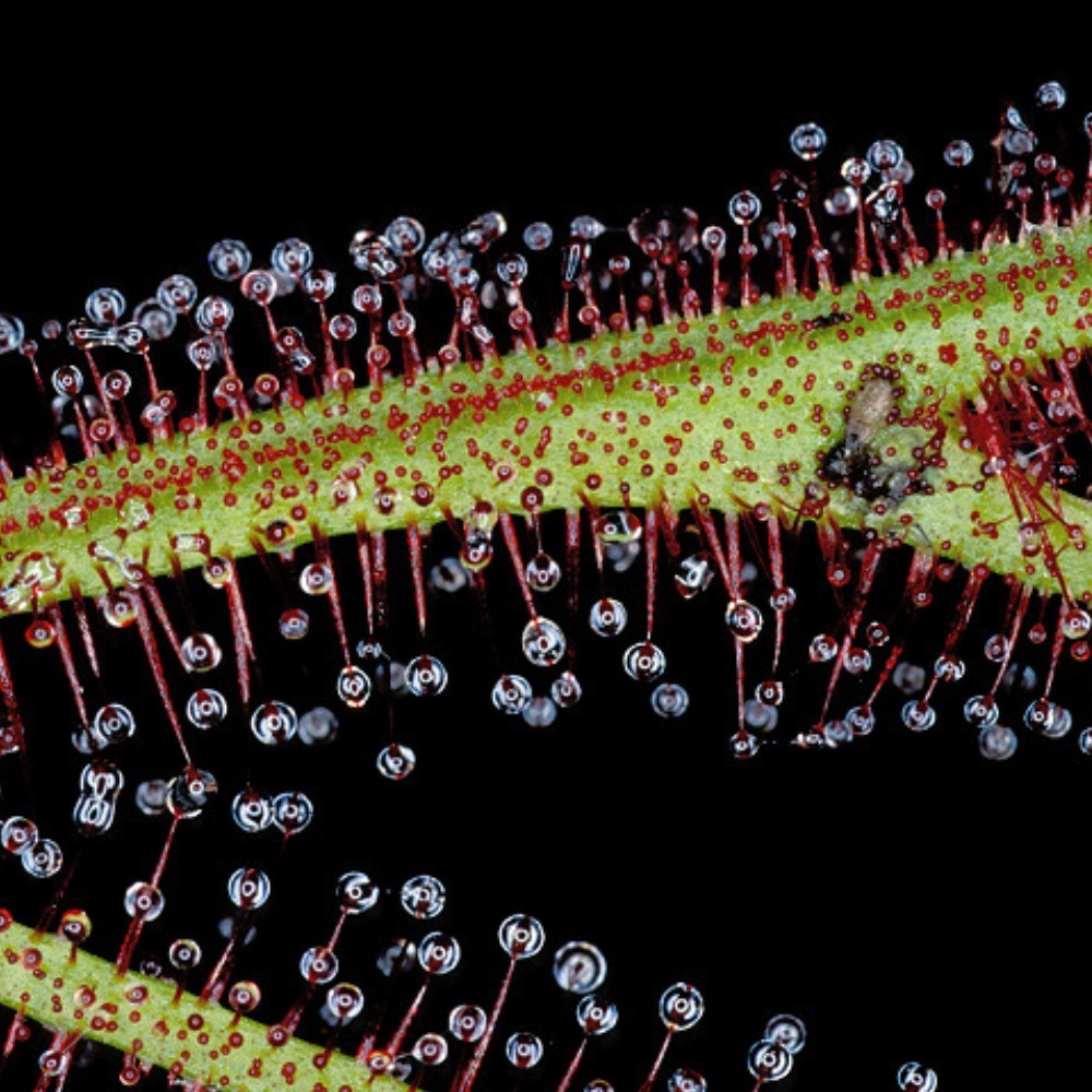 Семена Росянки Бината Мультифида (Drosera binata var. multifida Extrema) от 25шт