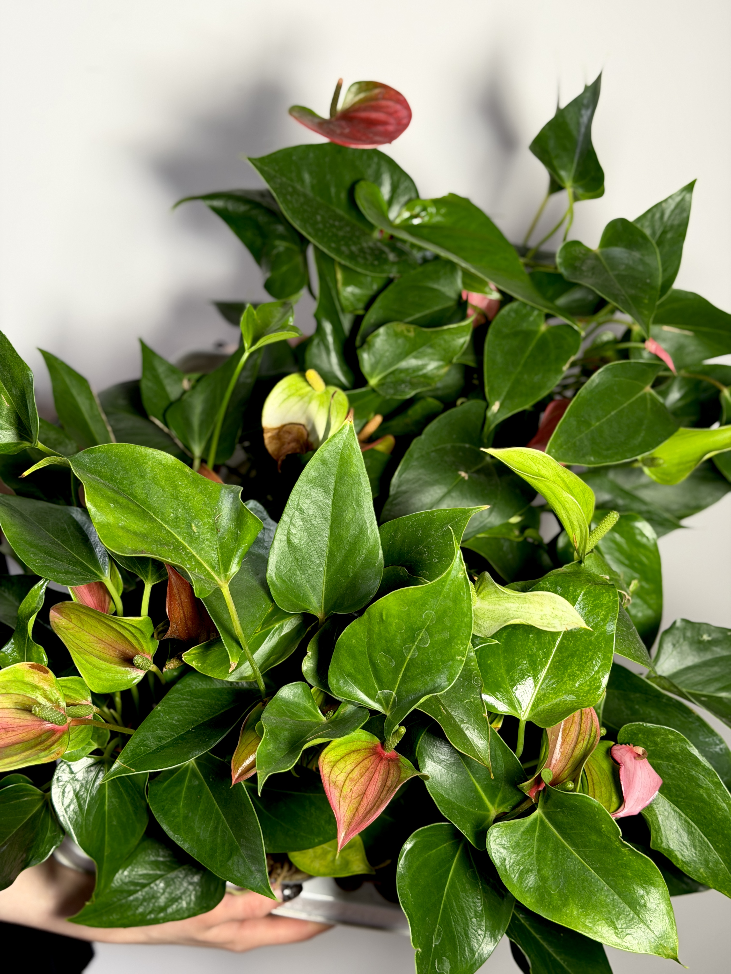 Антуриум Микс УЦЕНКА (Anthurium Mix) D 7-9см