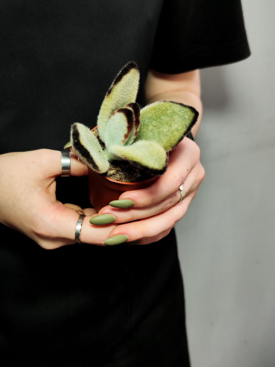 Каланхоэ Томентоза Джамбо (Kalanchoe Tomentosa Jumbo) D5см