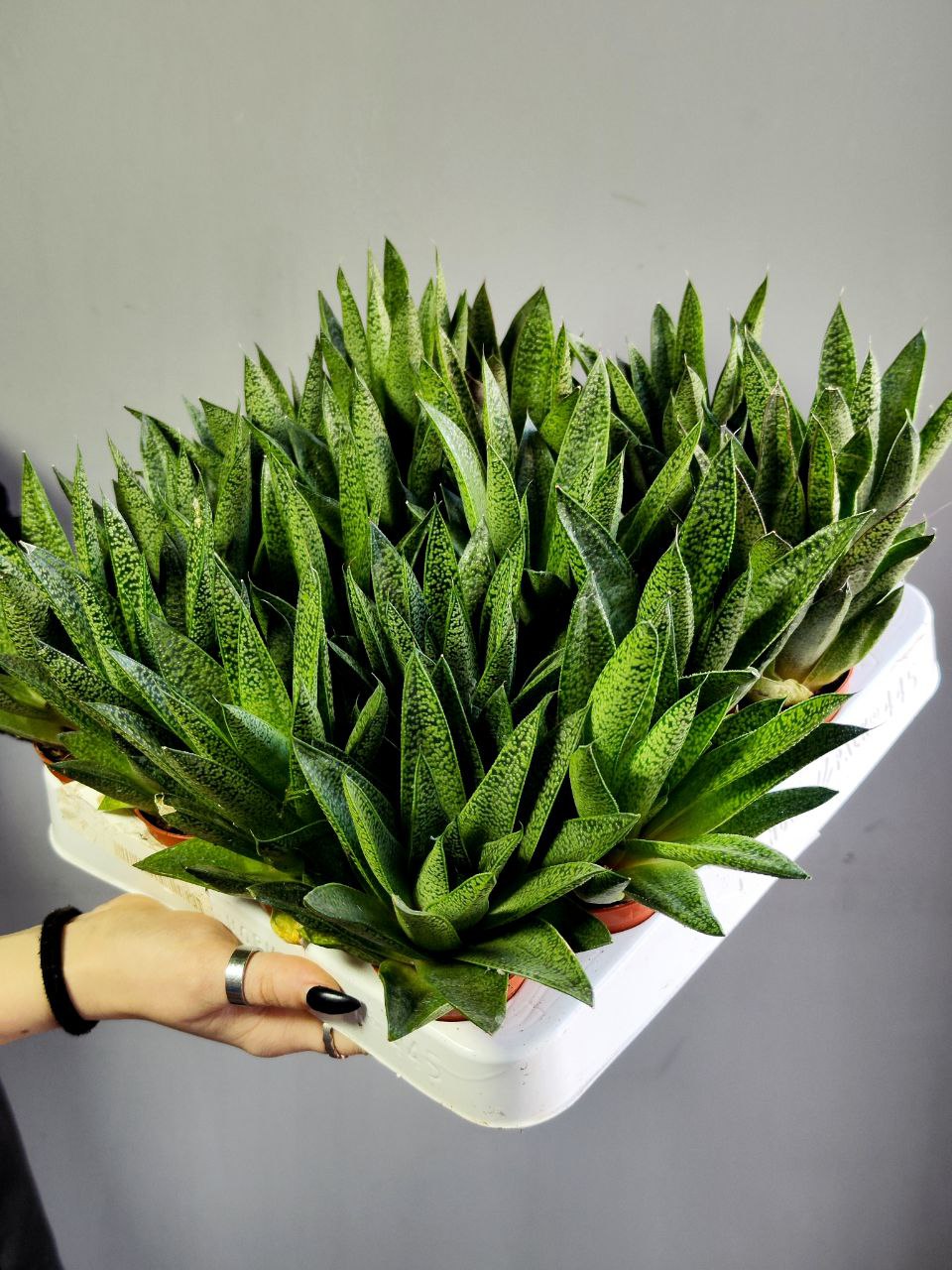 Гастерия Тиго (Gasteria Tiga) D5см