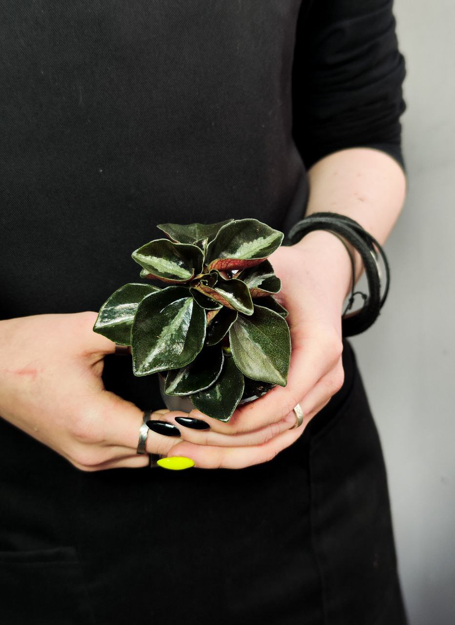 Пеперомия Колумбиана (Peperomia Metallica Columbiana) D5см