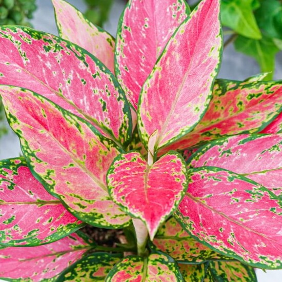 Аглаонема Черри Бэби (Aglaonema Cherry Baby) D12см