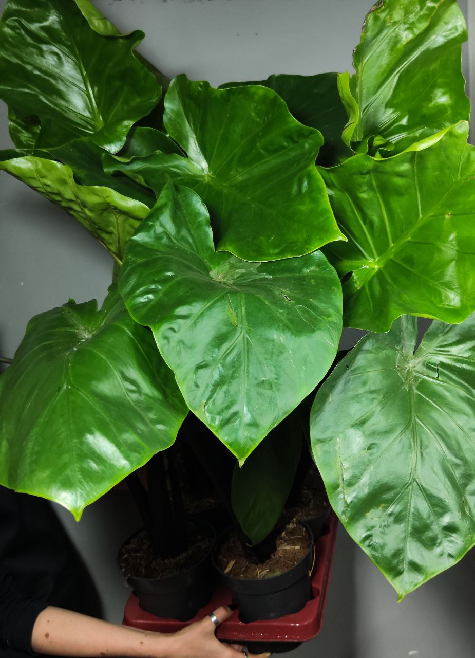 Алоказия Черная Кобра (Alocasia Black Cobra) D14см
