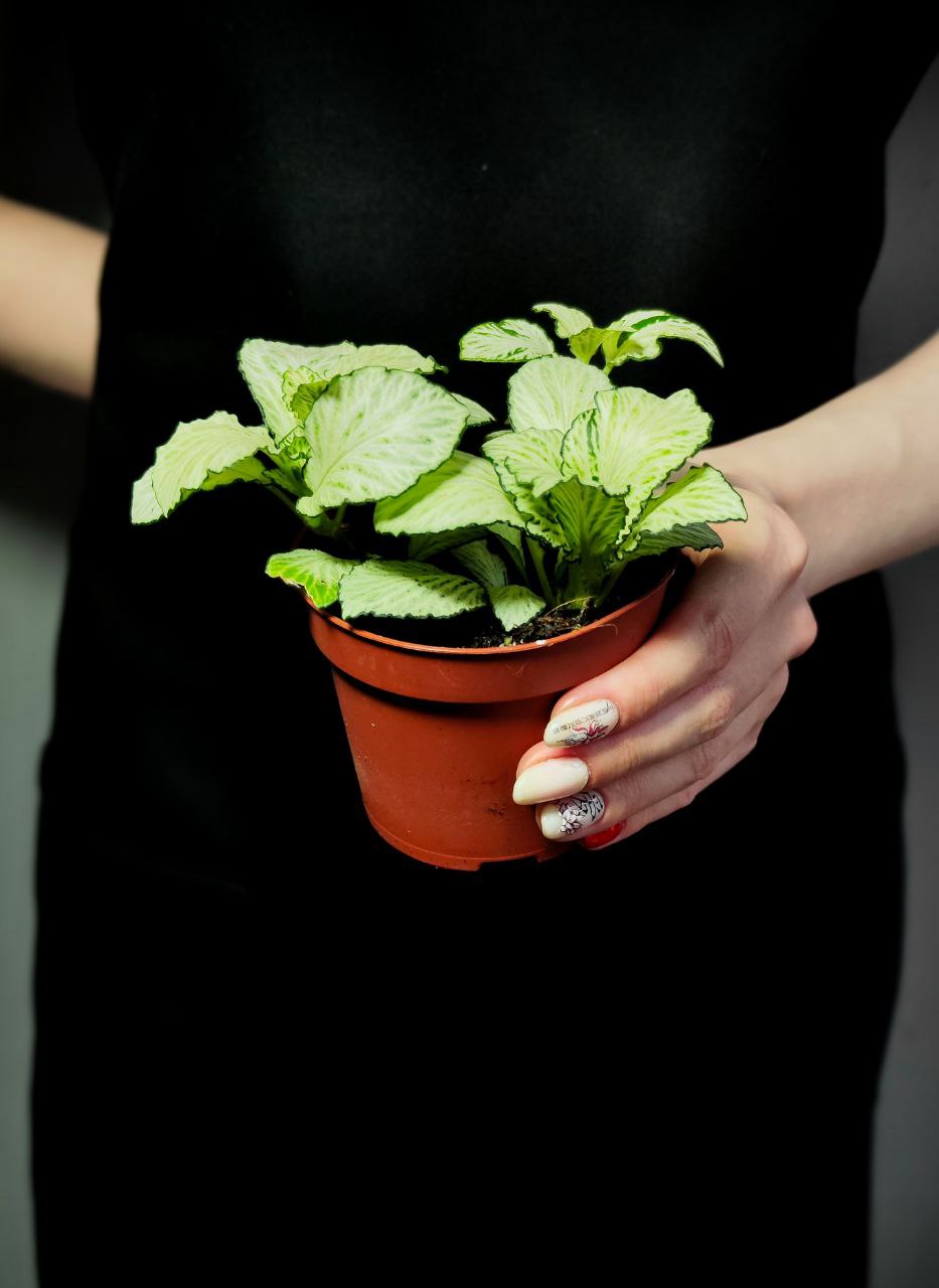 Фиттония Сноу Анна  (Fittonia Snow Anne) D8,5см