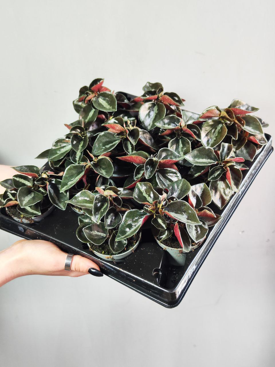 Пеперомия Колумбиана (Peperomia Metallica Columbiana) D5см