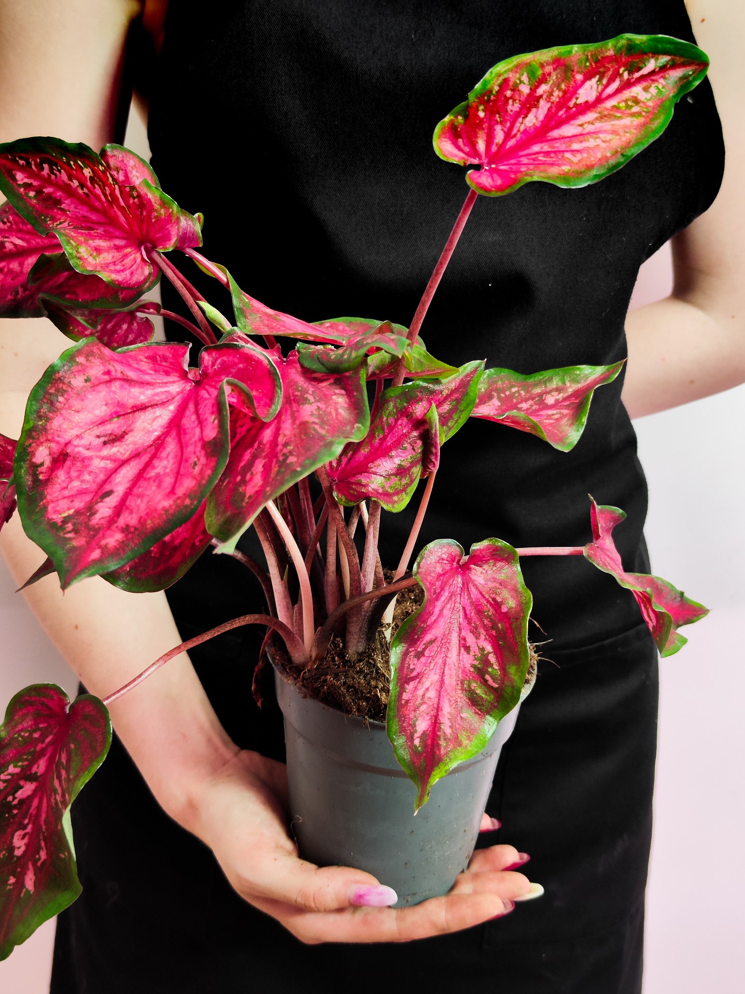 Каладиум Скарлет Флейм (Caladium Scarlet Flame) D12см