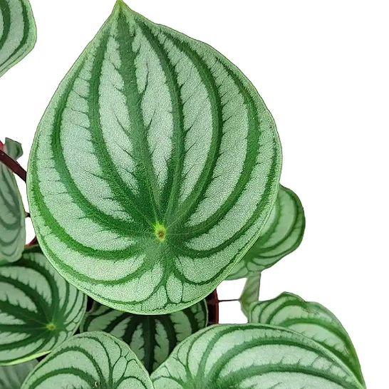 Пеперомия Арбузная (Peperomia Argyreia Watermelon) D11см