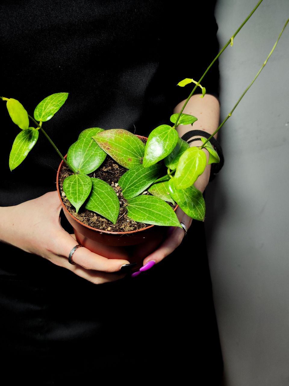 Хойя Фитчи (Hoya Fitchii) D10см