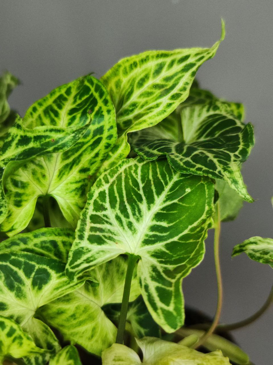 Сингониум Батик (Syngonium Batik) D11см