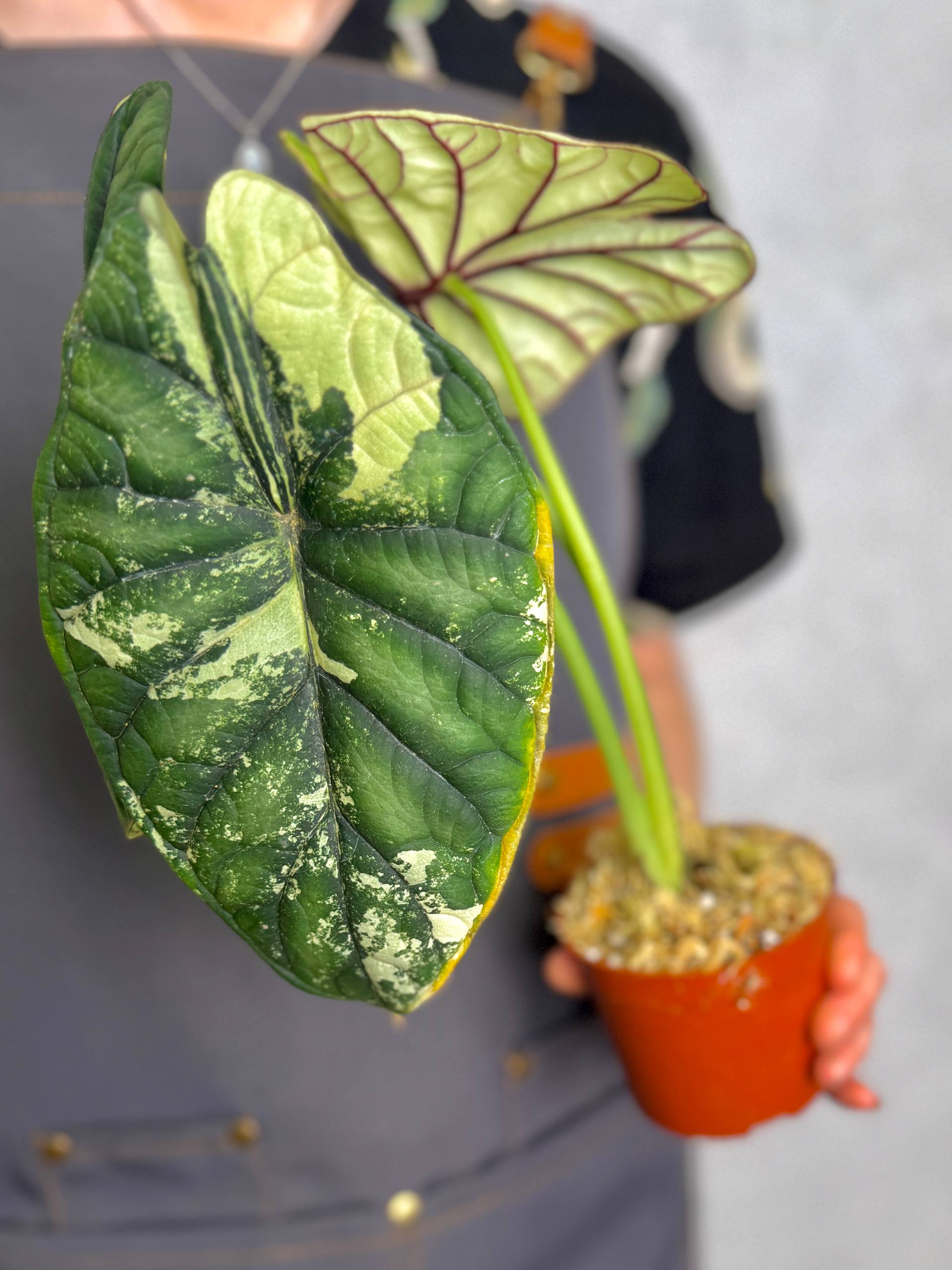 Алоказия Драгон Скейл Вариегатная (Alocasia Dragon Scale Variegata) D9см