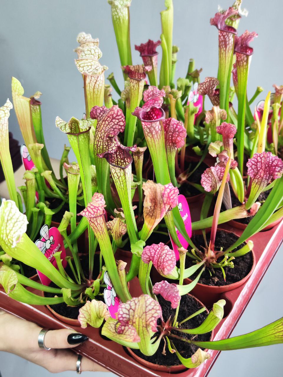 Саррацения Лейкофилла Красная (Sarracenia Leucophylla Red) D9см