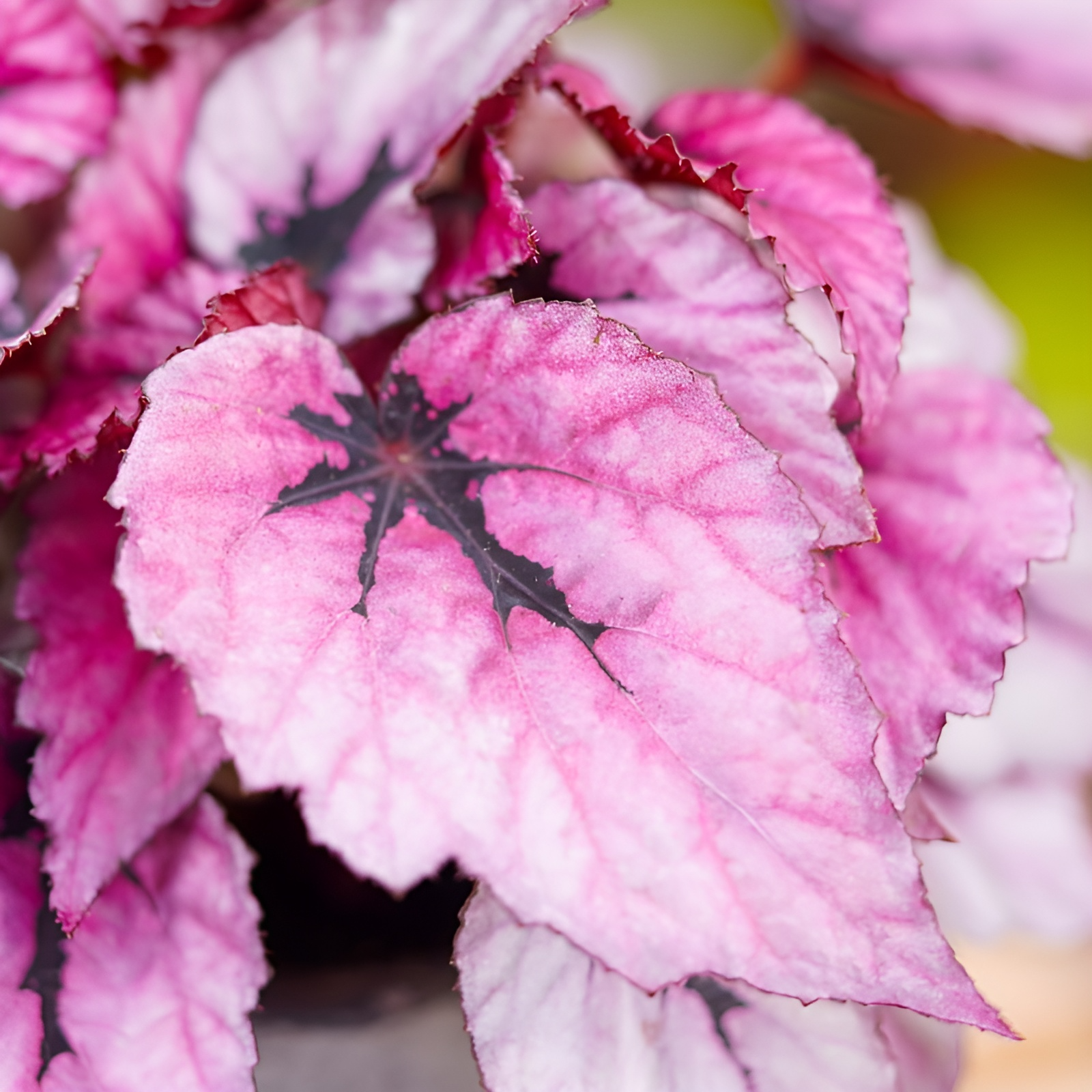 Бегония Индийское Лето, или Индиан Саммер (Begonia Beleaf Indian Summer) D6см