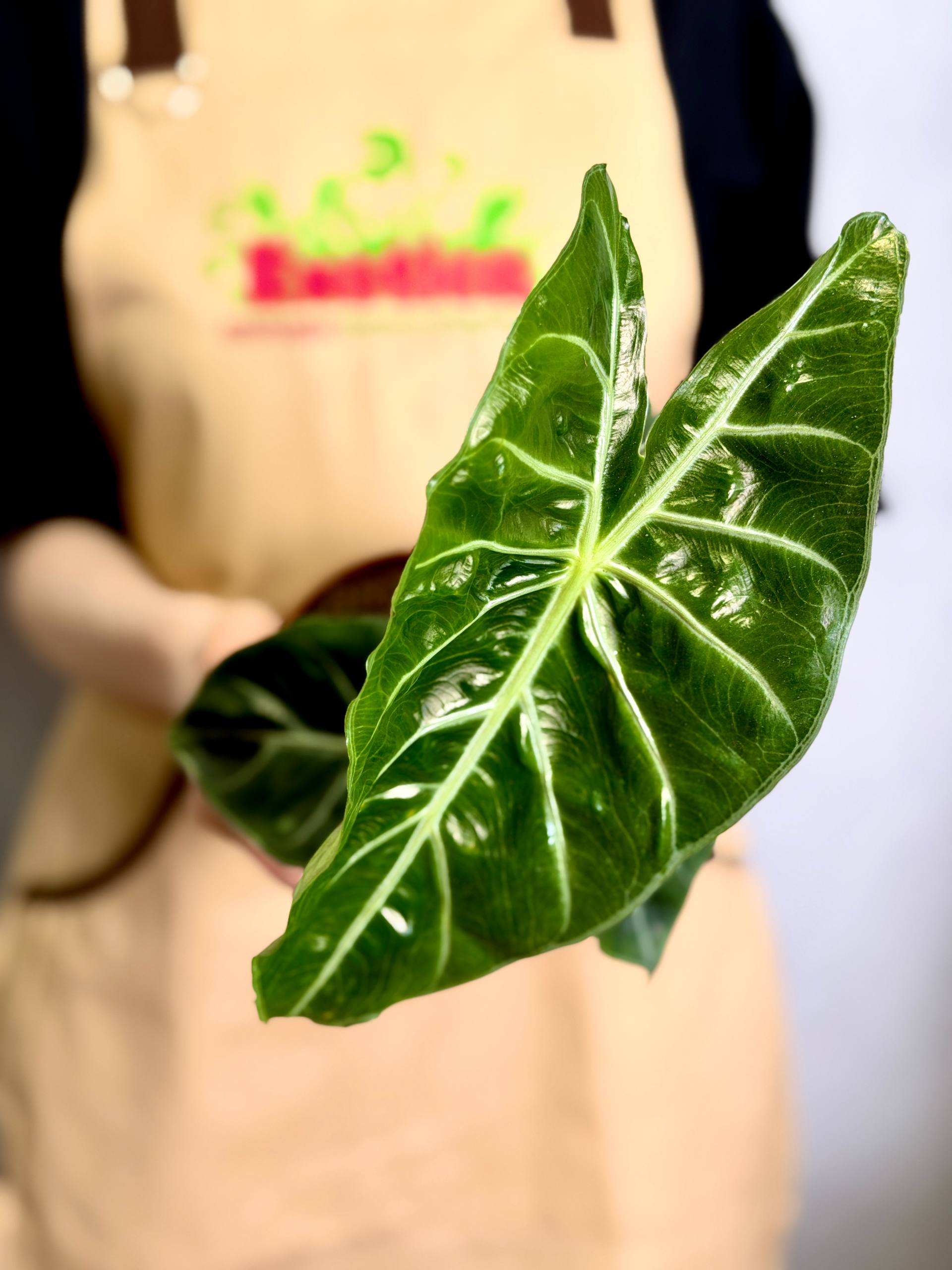 Алоказия Пинк Драгон (Alocasia Pink Dragon) D12см