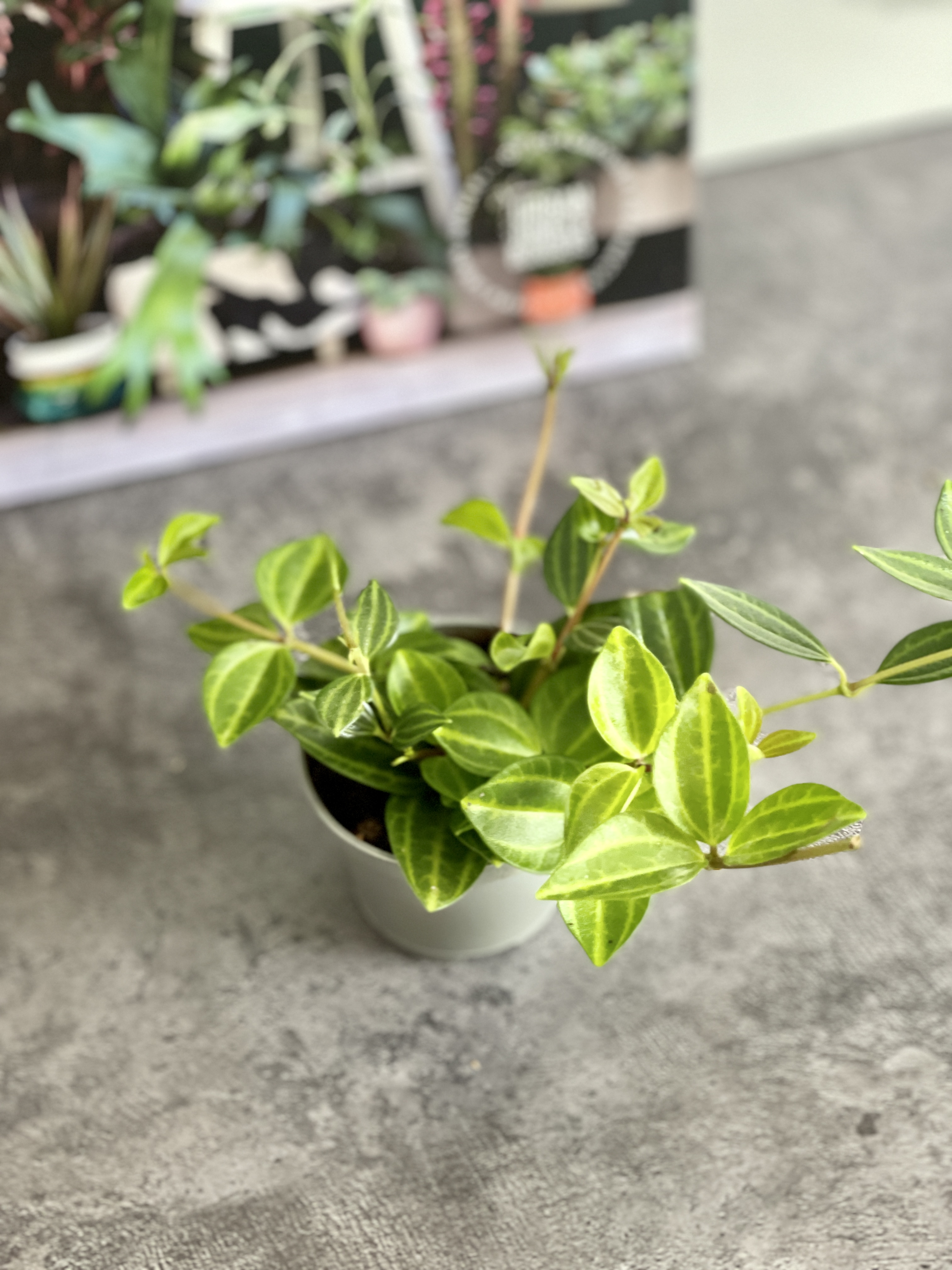 Пеперомия Ангулата Страйб (Peperomia Angulata Stribe) D5см