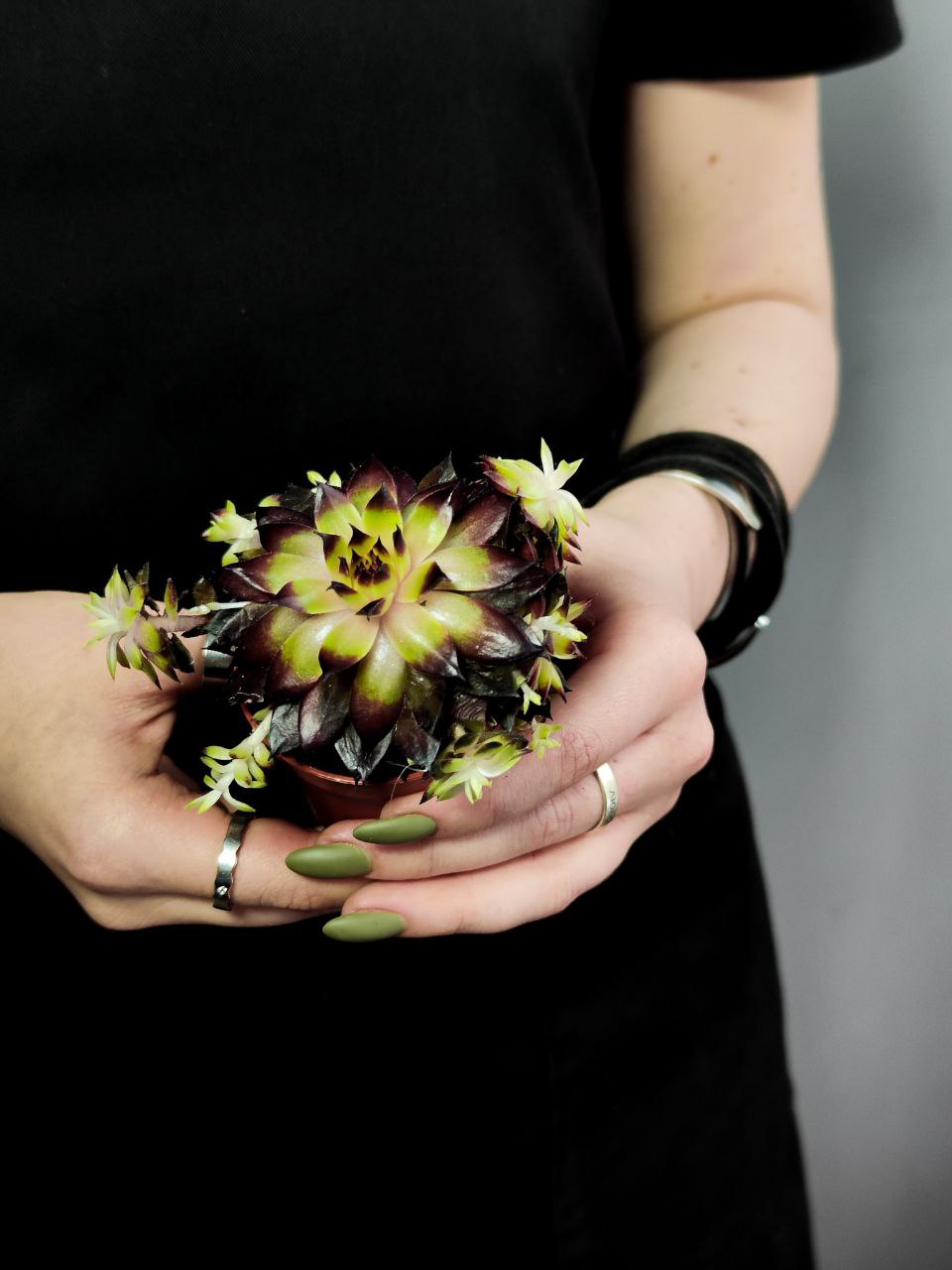 Молодило «Фараон» (Sempervivum Faraon) D5см