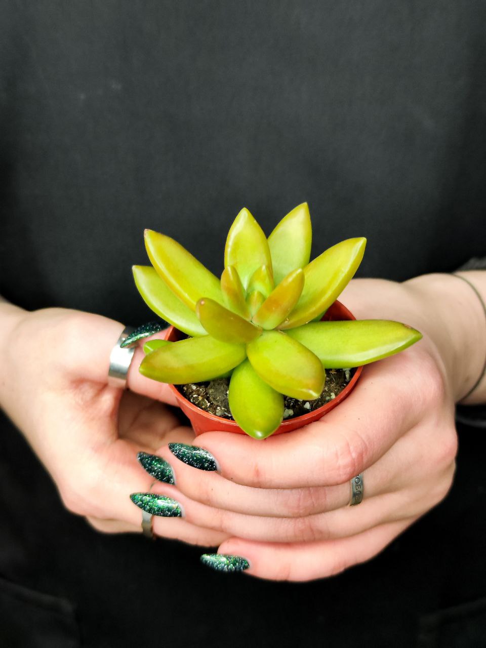 Седум Нуссбаумера (Sedum Nussbaumerianum) D5см