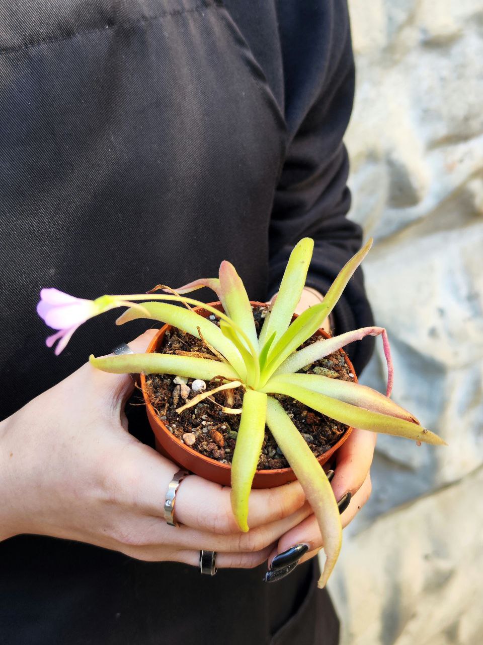 Жирянка Афродита (Pinguicula Aphrodite) D9см