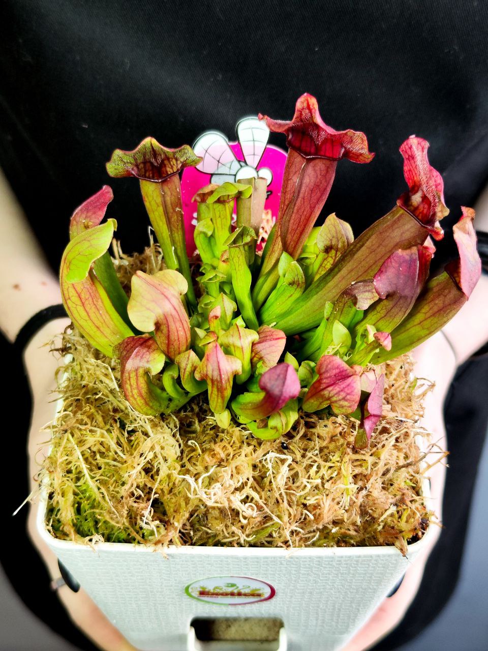 Саррацения Марун (Sarracenia Maroon) пересаженная D12см