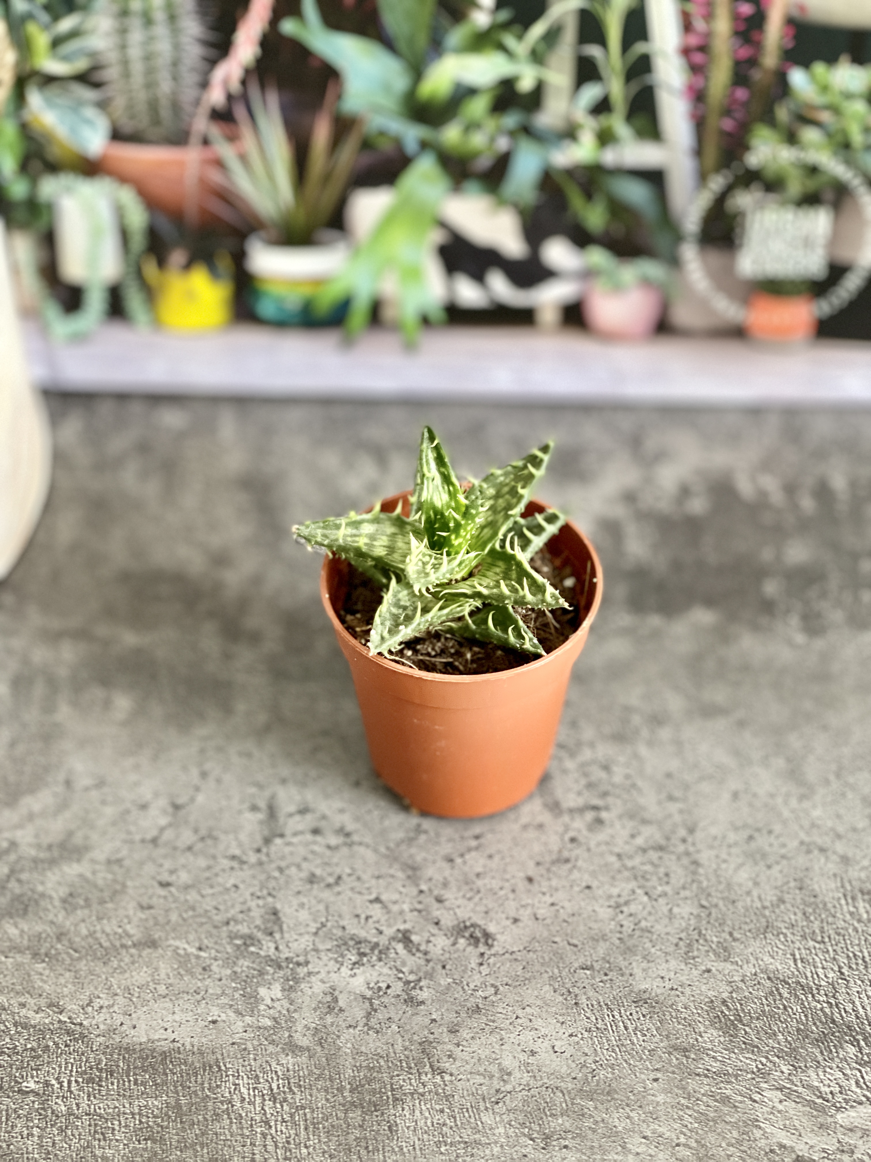 Алоэ Оттопыренное Мини (Aloe Squarrosa Mini) D5см