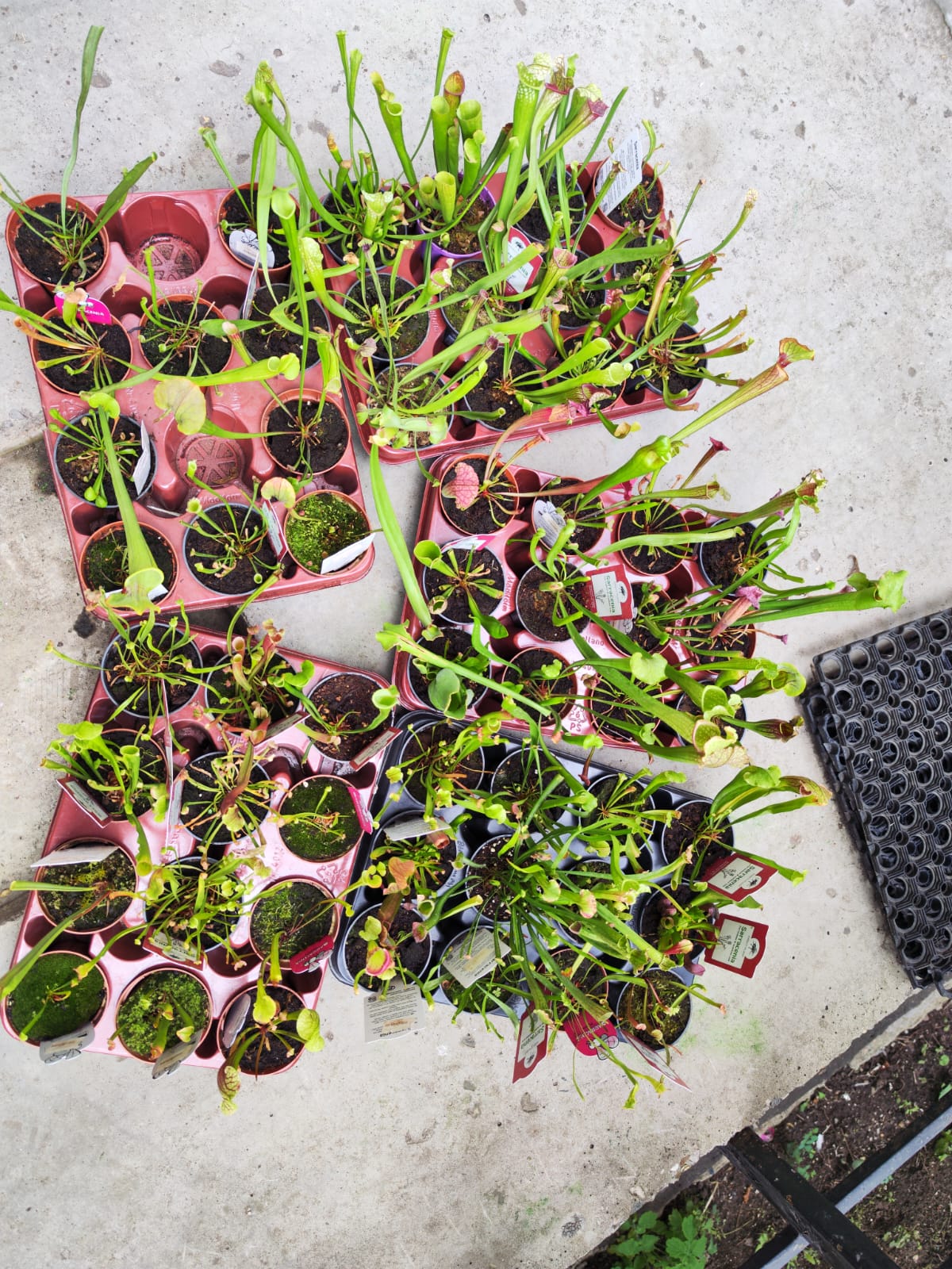 Саррацения микс уцен. (Sarracenia mix) D9см