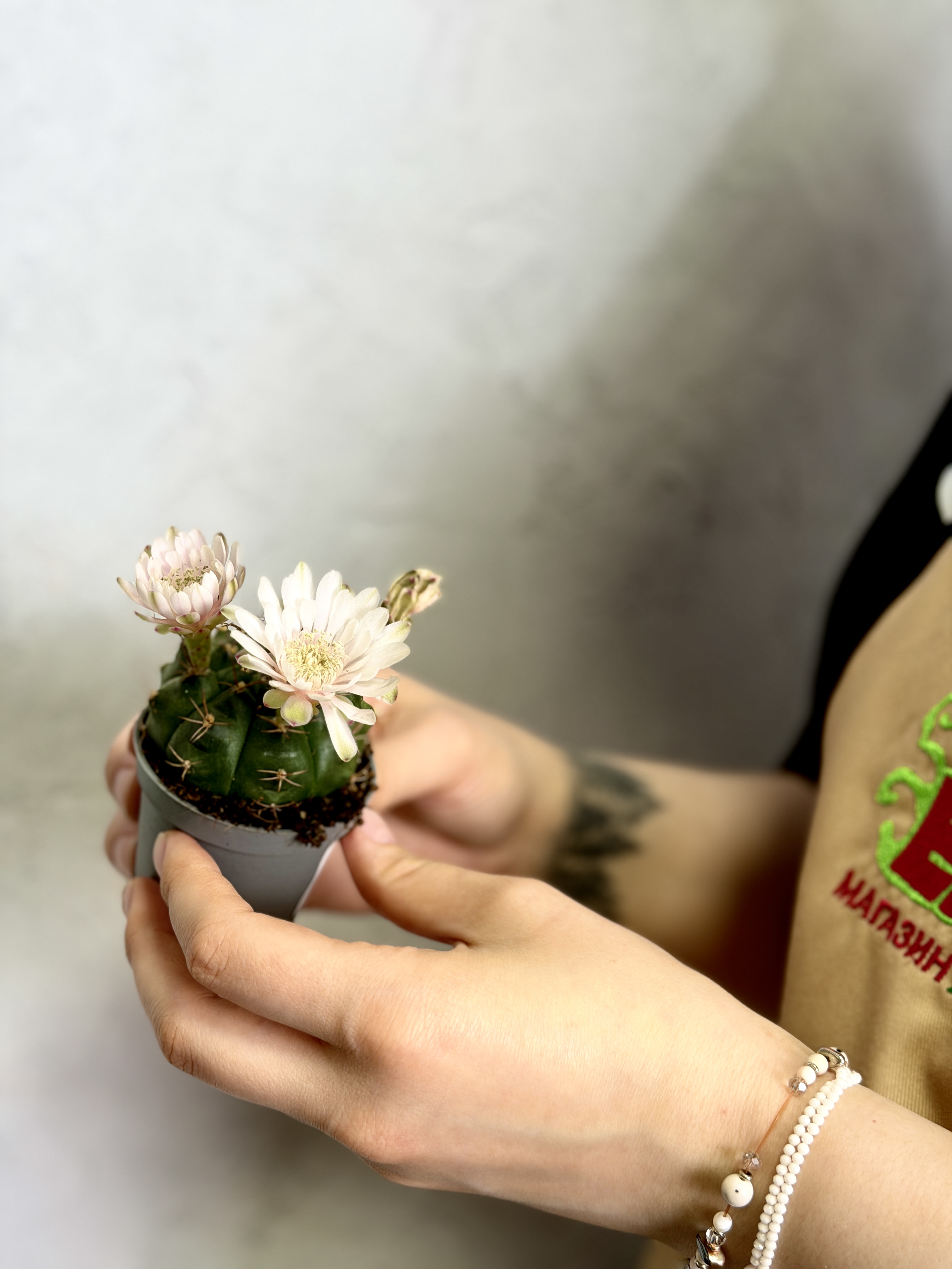 Гимнокалициум Балдианум Альбифлорум (Gymnocalycium Baldianum f. Albiflorum) D6см