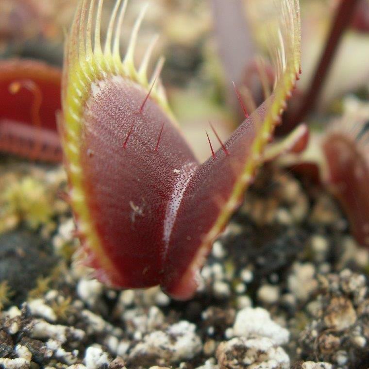 Семена Венериной Мухоловки Красный Дракон (Dionaea Muscipula Akai Ryu), 15 шт