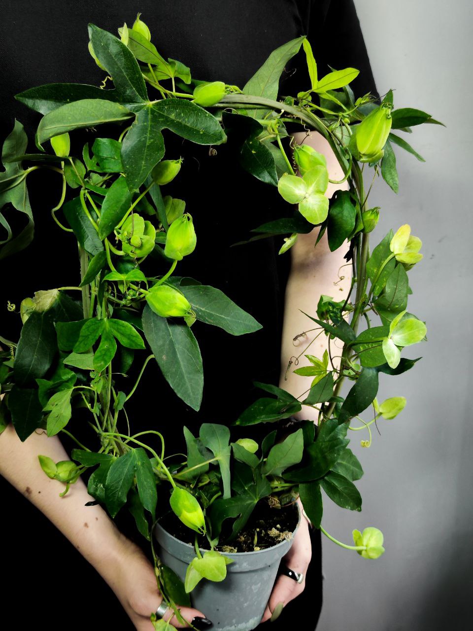 Пассифлора, или Маракуйя (Passiflora Monique Klemann) D13см