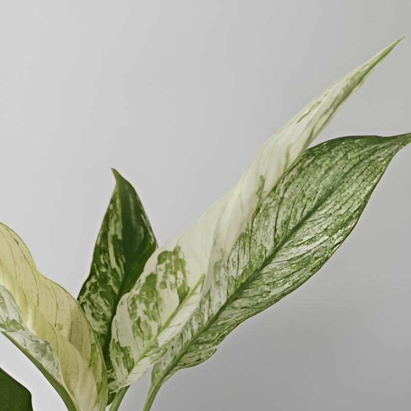 Спатифиллум Нью Ван (Spathiphyllum New One) D10см