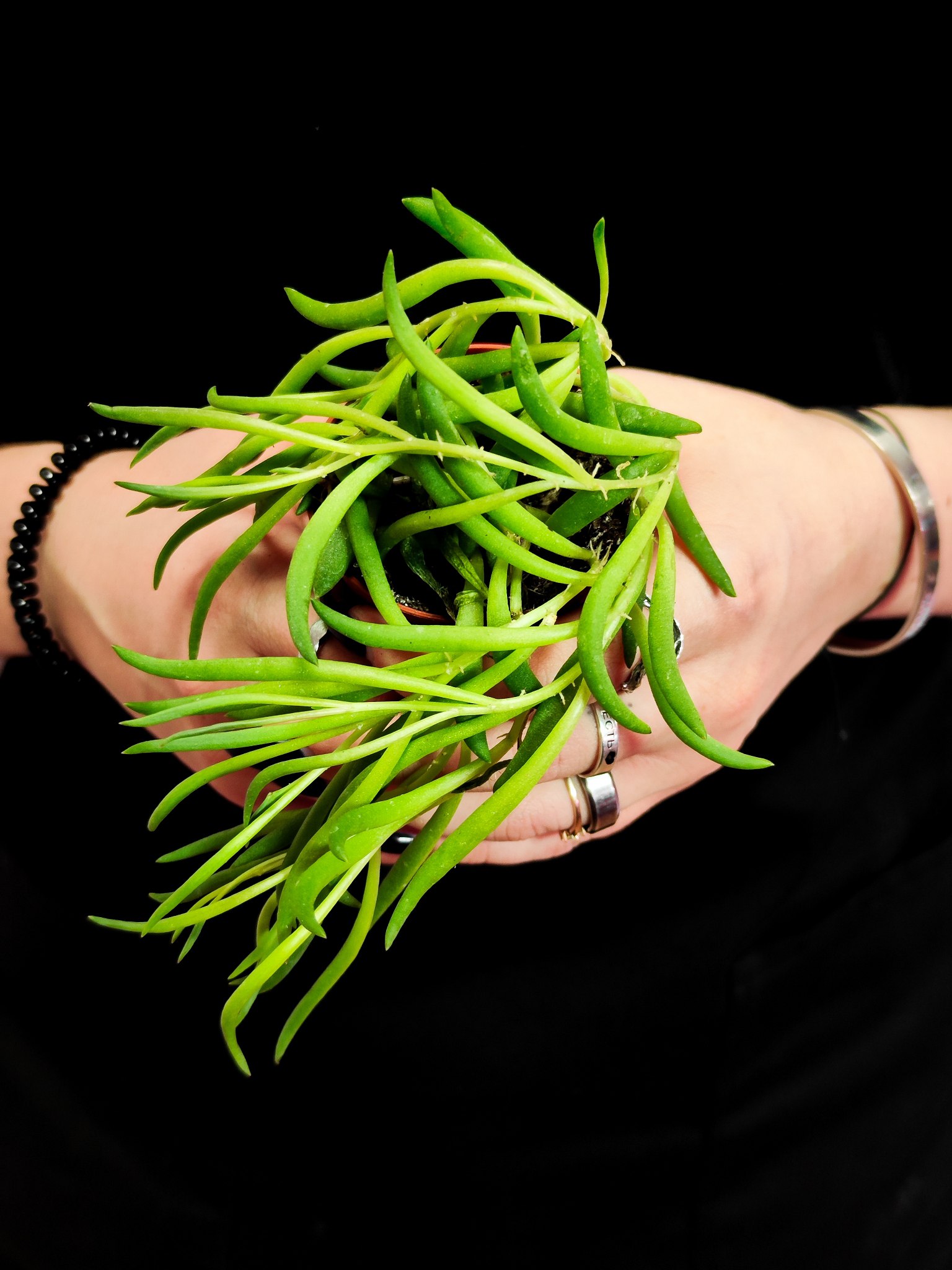 Крестовник "Рыболовные Крючки" (Senecio String of Fishhooks) D6см