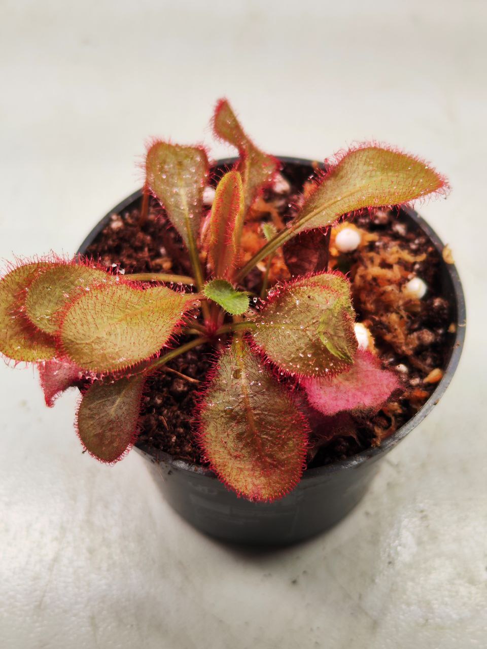 Росянка Андромеда (Drosera Andromeda) D6см