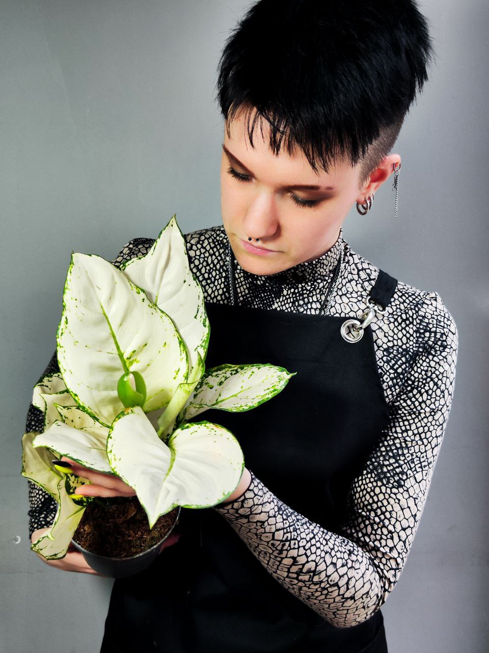 Аглаонема Вайт Джой (Aglaonema White Joy) D12см