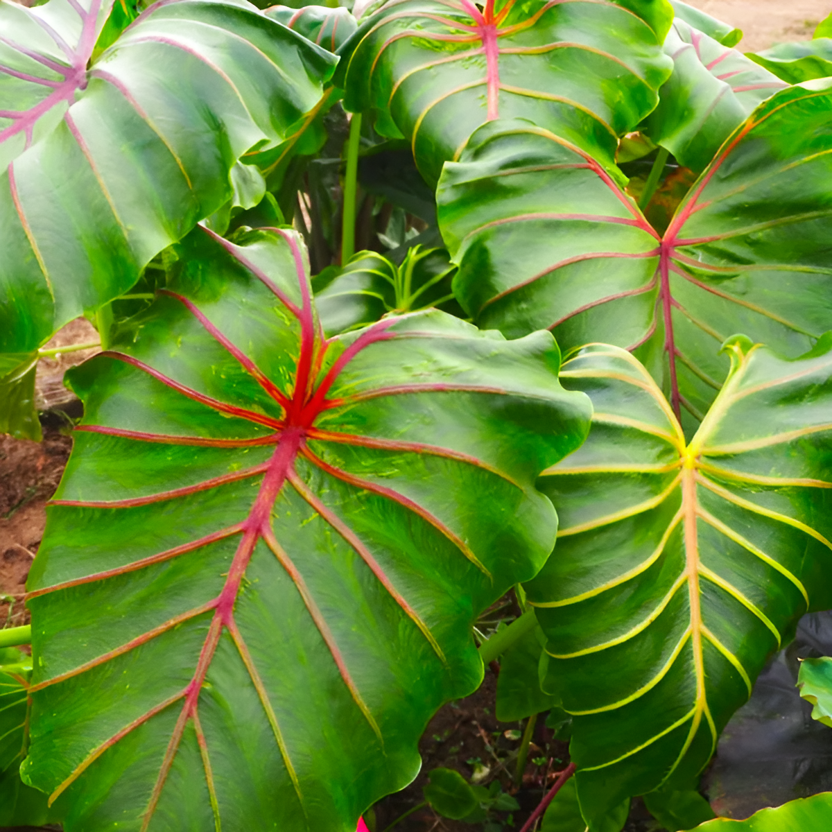 Колоказия Маска Фараона Красная (Colocasia Flocolegy) D21см (КЛУБНИ)
