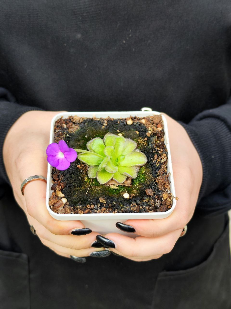 Жирянка Циклосекта (Pinguicula Cyclosecta) D5см