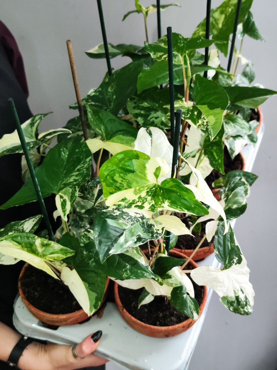 Сингониум Альба Вариегатная (Syngonium Varigata Albo) D12см
